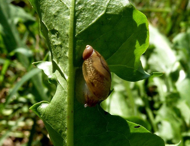 Chiocciola del Ticino da id. - Oxyloma sp., Succineidae